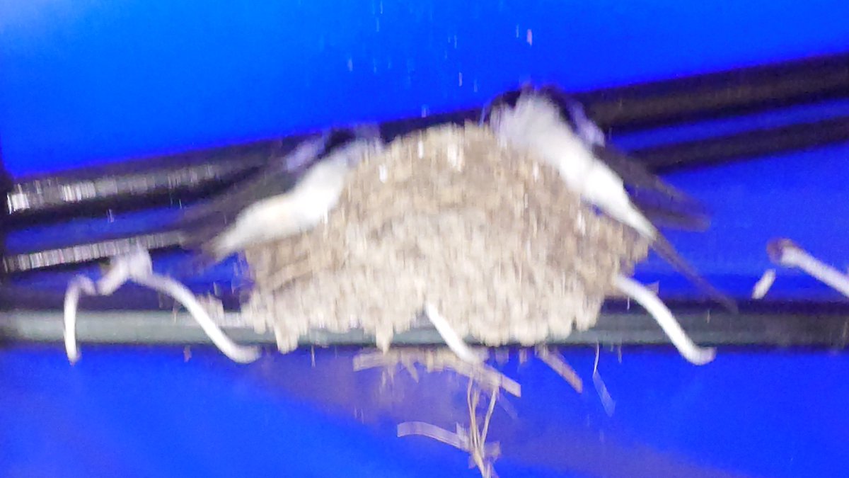 ひでくん@長野県民🍎🗻🐱🇴🇲💚🏰🎀🌈🫧👒🔪💊🦈🌸🐼🐹🐨🐰🐇❤ tweet media