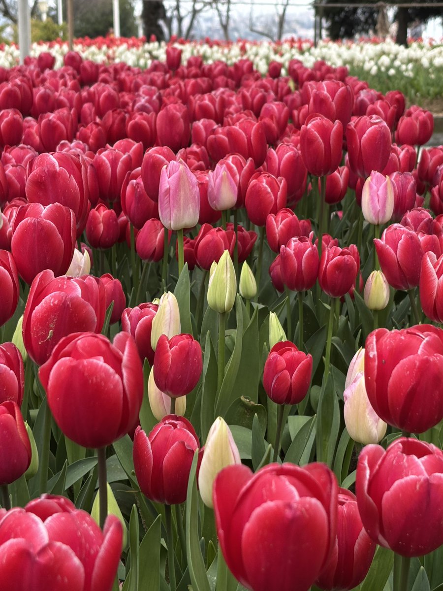 ちゃなず tweet media