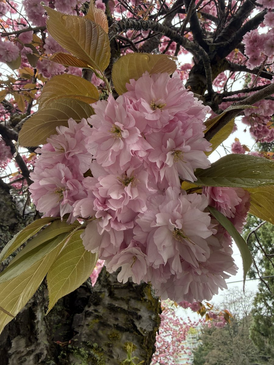 🇨🇦 Jean Paetkau 📕 tweet media