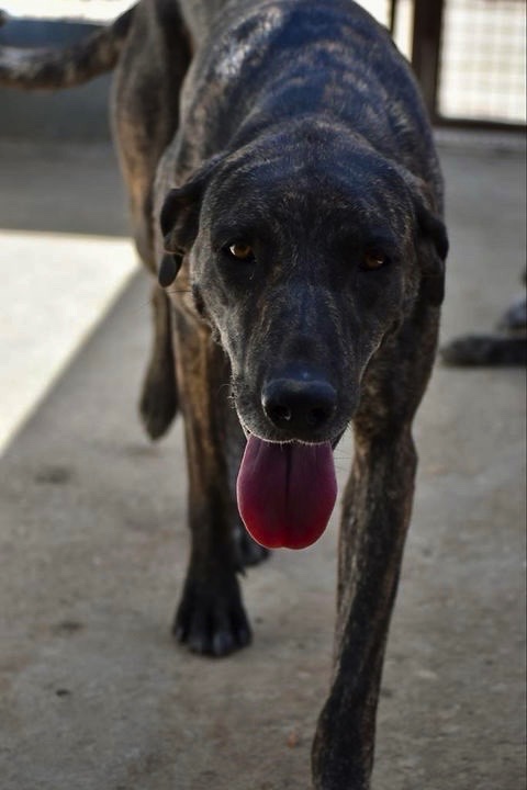 Rescue dogs for rehoming tweet media