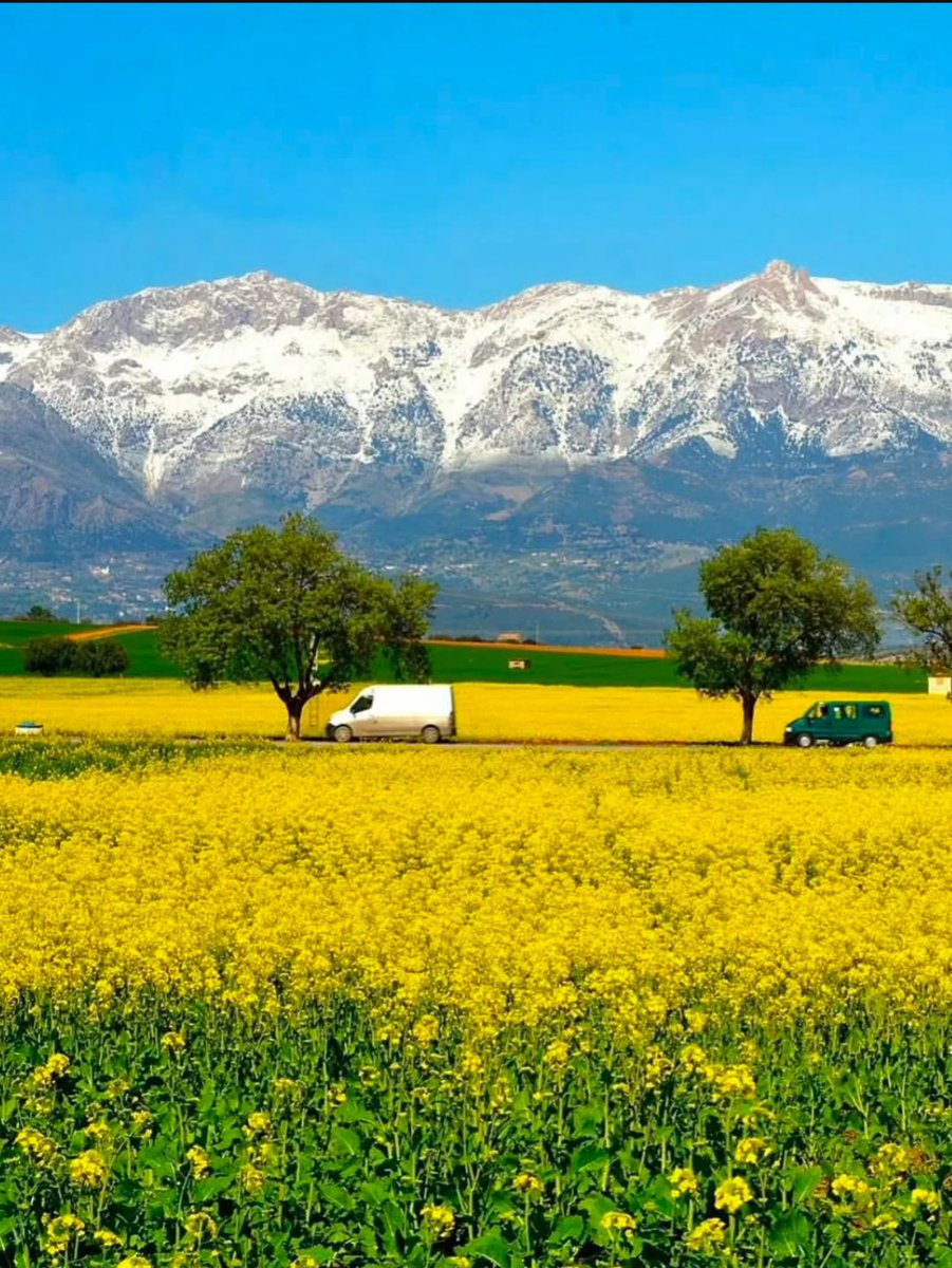 أحمد حفصي || HAFSI AHMED tweet media