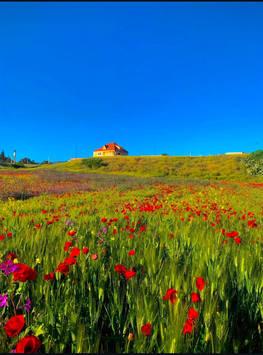 أحمد حفصي || HAFSI AHMED tweet media