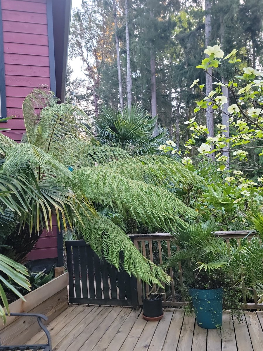 Banana Joe Freedom Fighter tweet media