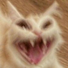 mr. insanity tweet media