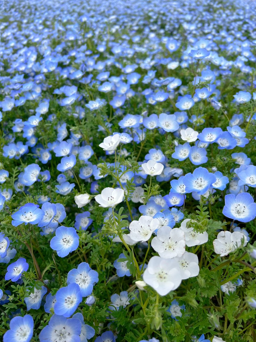 Numkang なむ tweet media