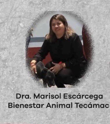 MundoPatitas's tweet photo. La MVZ MarIsol Escárcega Cortés fue la encargada del Centro de Bienestar Animal en Tecamac, en el periodo en el que se sacrificaron al menos 10 mil animales, cuando la hoy Senadora de Morena, Mariela Gutiérrez Escalante, fue presidenta municipal, y ella no tiene fuero. 

#NiPerdonNiOlvido