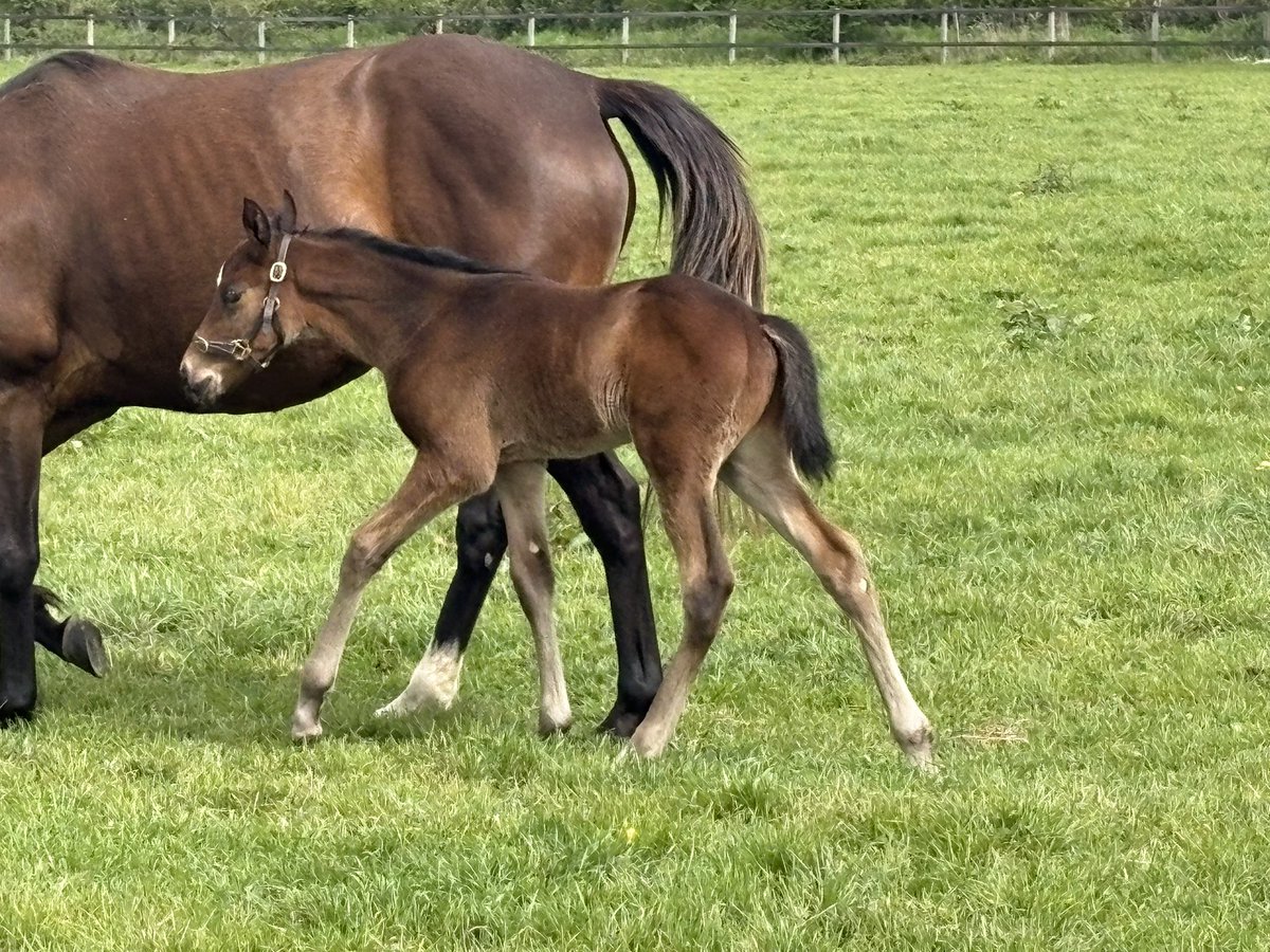 normandiebreed1's tweet photo. ✨River Tiber✨
@RIVERTIBER68450 1st foals 
(Wootton Bassett)
Ex Heavens Door (Galileo) this 15days colt is just sensational 🙌🏻
#foalfriday https://t.co/6voataiBbA
