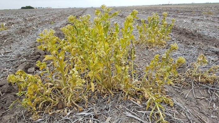 PUweeds's tweet photo. Since parts of Indiana have a freeze warning for this weekend, here's an article about burndowns in cool temps we had from a few weeks ago: https://t.co/6FrOe5PmDj.

TLDR: Expect reduced control from any herbicide apps immediately before and after a frost. #PUweeds @PurdueAg https://t.co/T7R63o2EIw