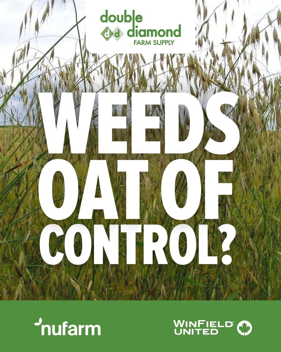 DoubleDiamondAg's tweet photo. Reata® provides strong control of wild oats, green foxtail, and other multi-flushing grassy weeds in wheat. Add MasterLock® to get the benefits of its premium DropTight® NIS, while also getting the reduced spray drift.

Always read and follow label directions. https://t.co/mgeH6xXMMl