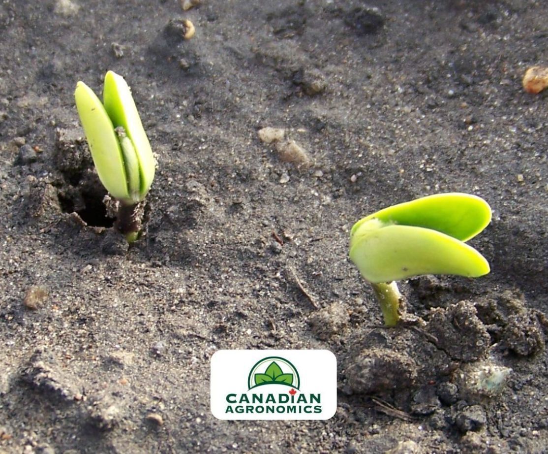 Canadian Agronomics tweet media