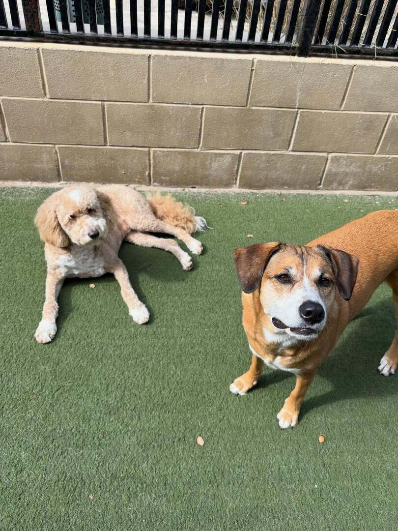 TheWagmore's tweet image. Play hard and nap harder #wagmorepetresort #doggydaycare #dogsofinstagram #sanantoniodog #boernetexas instagr.am/p/DXPECa0iWcq/