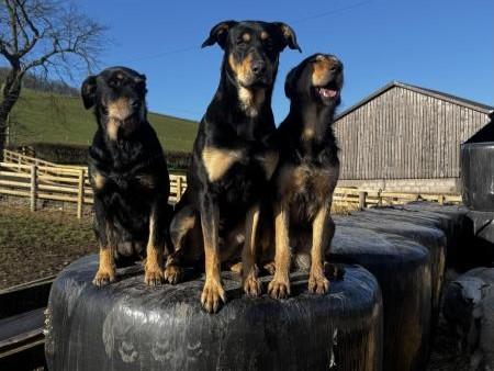 scottishfarmer's tweet image. READERS PICS | 📷 Robyn Dunbar - Brie, benny and gin Mum son and daughter

🚨 Send us your story or picture here: thescottishfarmer.co.uk/send-us-your-n… and it could appear online 💻

READER PICS WALL OF FAME | thescottishfarmer.co.uk/multimedia/pho…

#readerspics #farming #scottishfarming #agrisculture