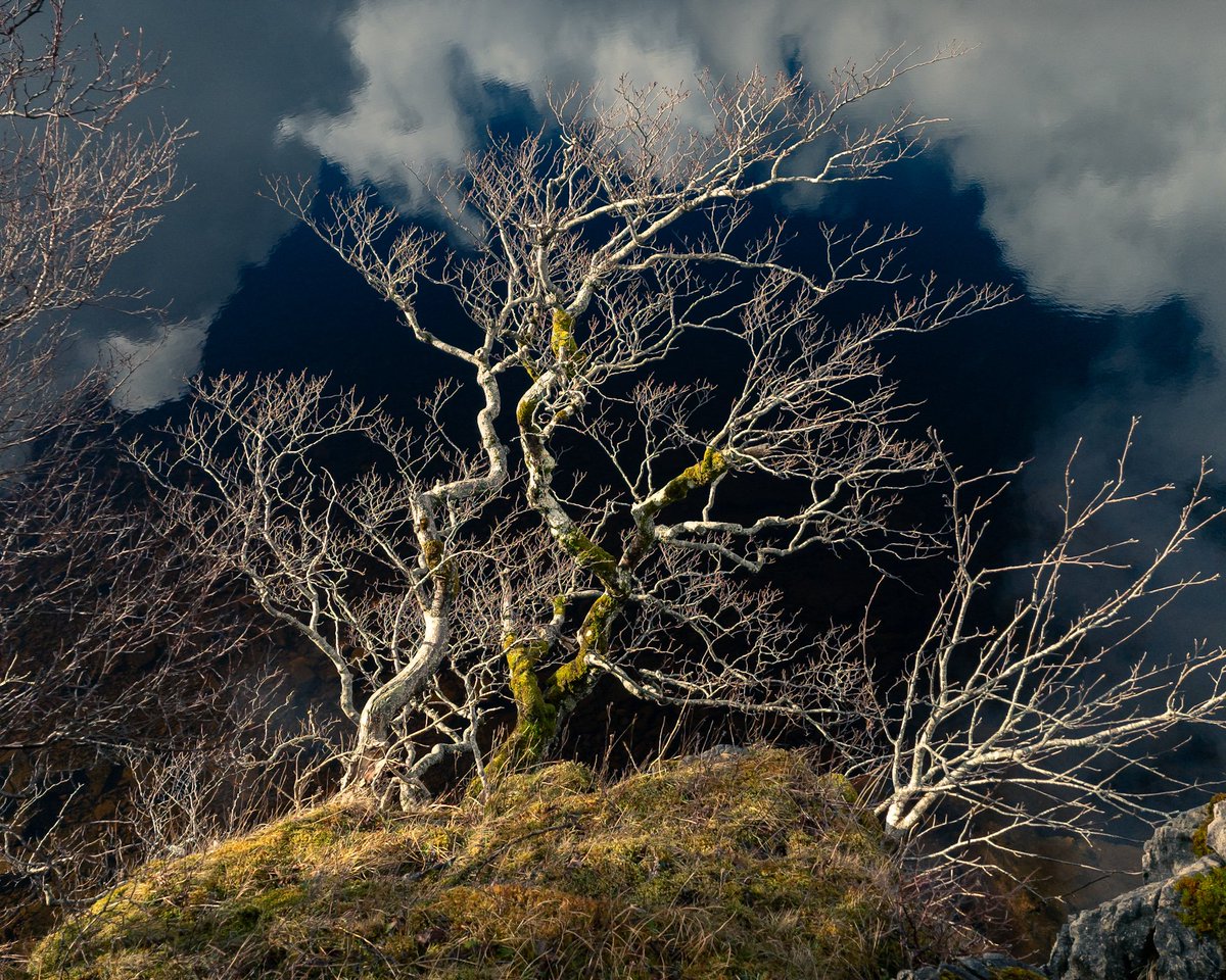 Dylan Nardini tweet media