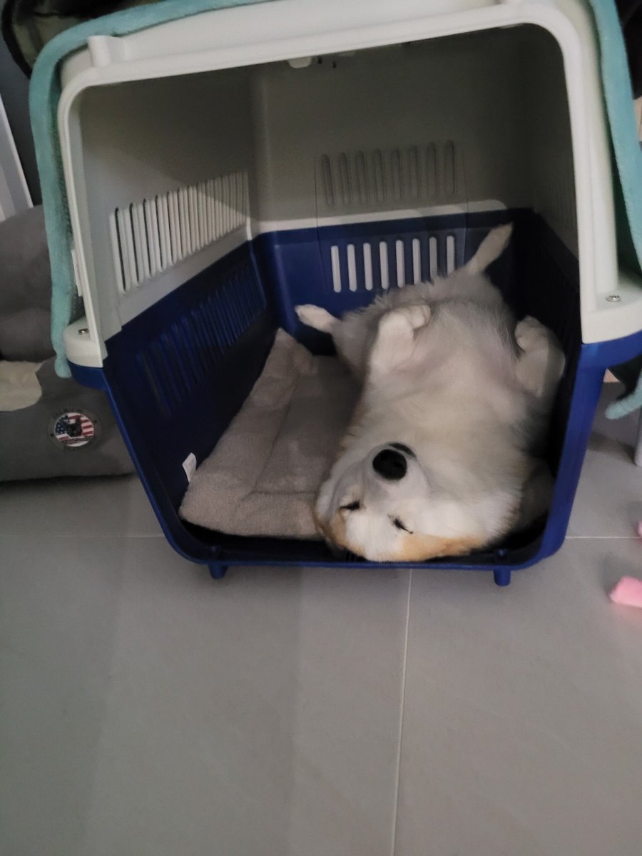 MyLittlePuppy 🐶 tweet media