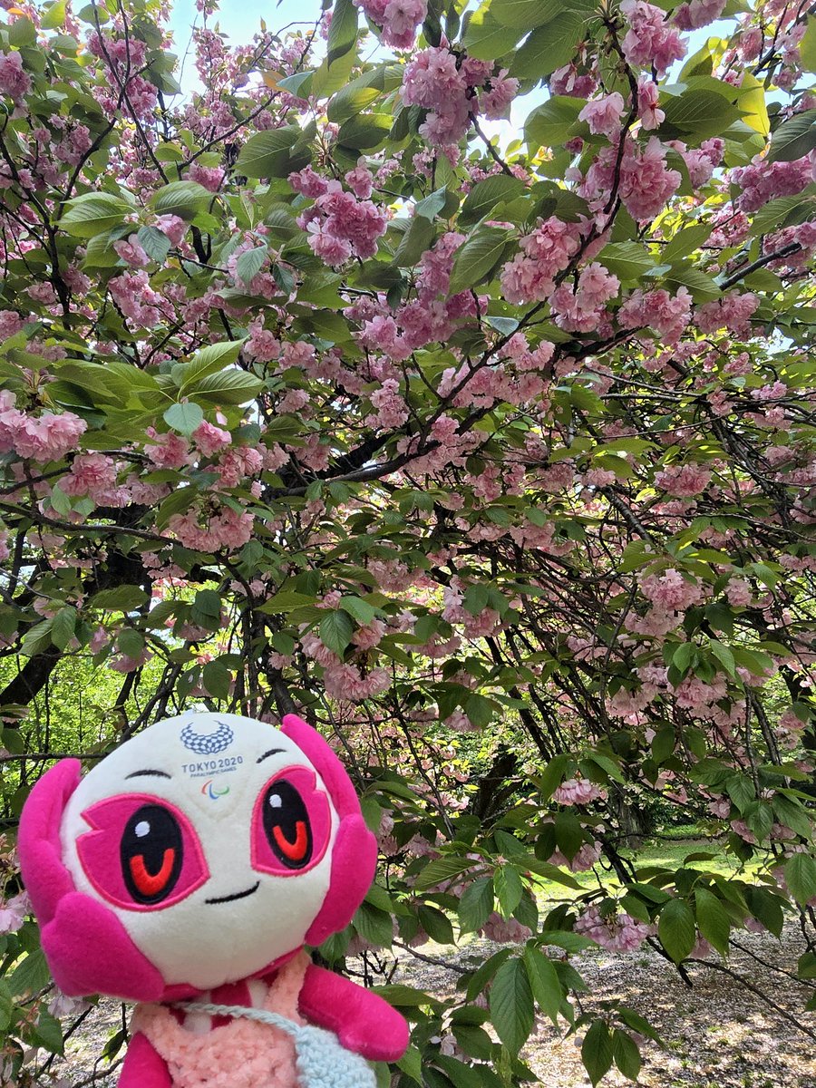 Nasu🐧🌞🐬 tweet media