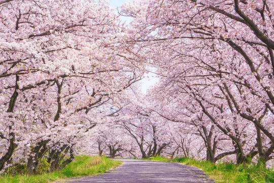 GamKKn201p's tweet photo. こんな桜見たかったよ(泣) https://t.co/pJsHHcPPSZ