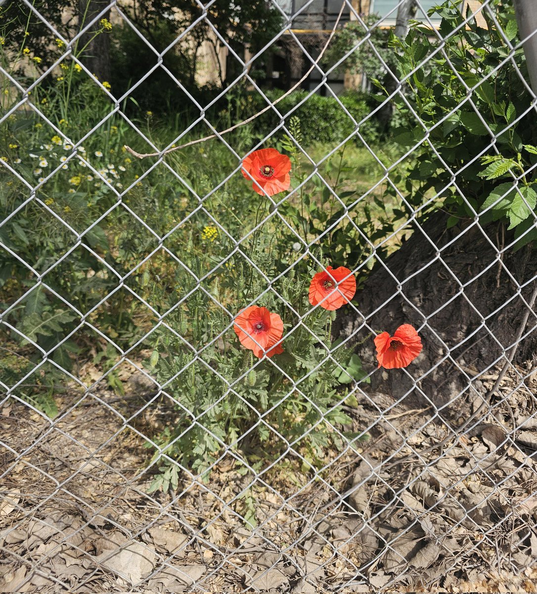 «Piensa que la alambrada solo es
Un trozo de metal
Algo que nunca puede detener
Sus ansias de volar» ("Libre", Nino Bravo) #FelizViernes #libertad #primavera
