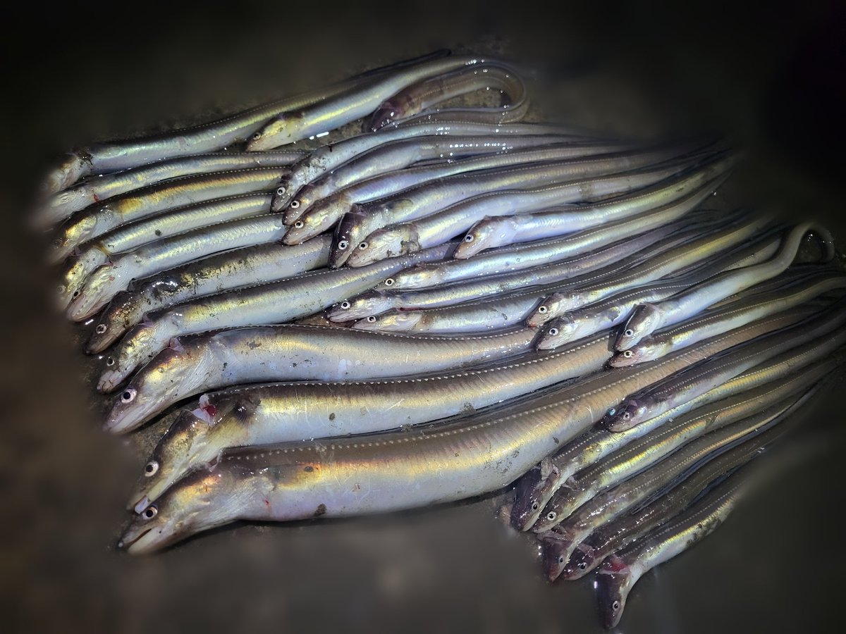 杉本　光 tweet media