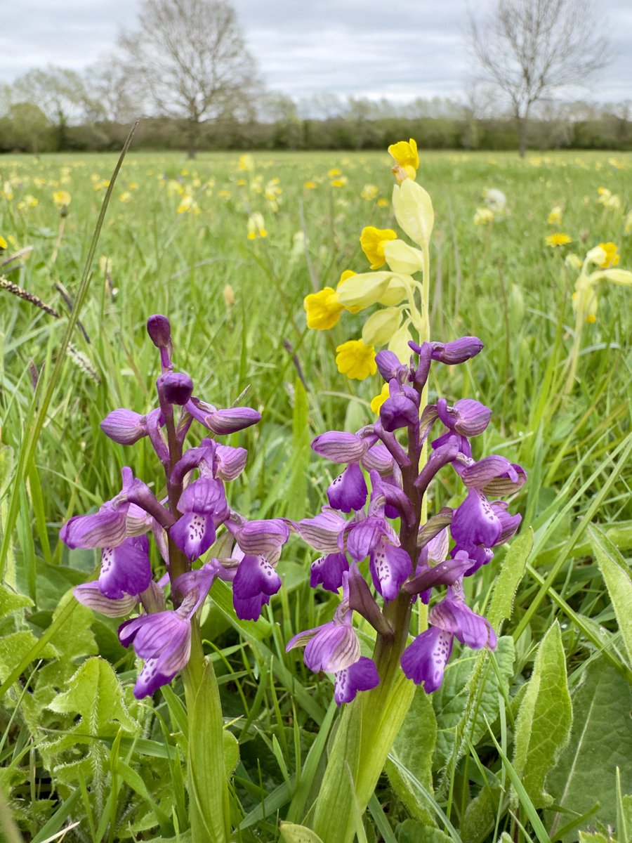 SHeadbirder's tweet image. Green-winged orchids today in Worcestershire. #orchids #wildflowers