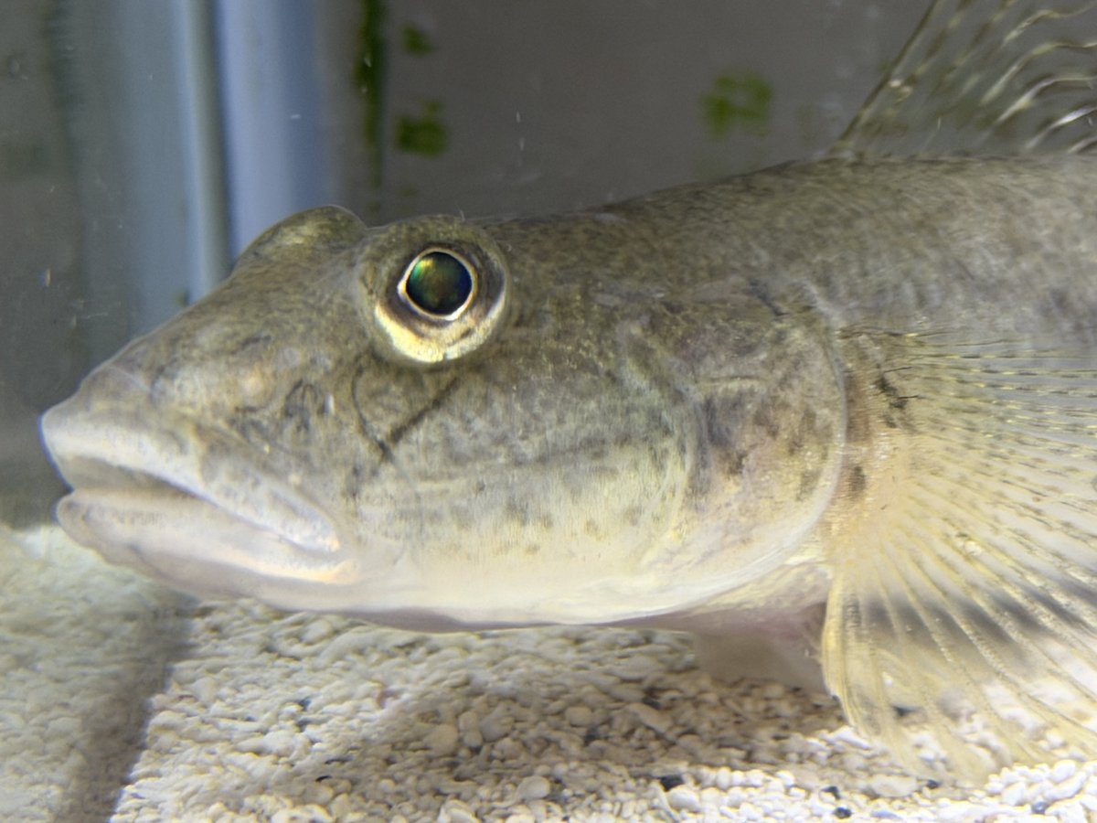 りょうへい tweet media