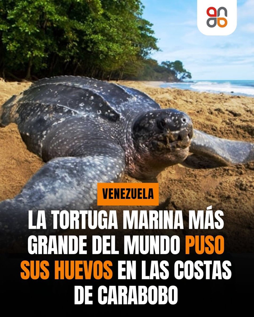 ela ferris tweet media