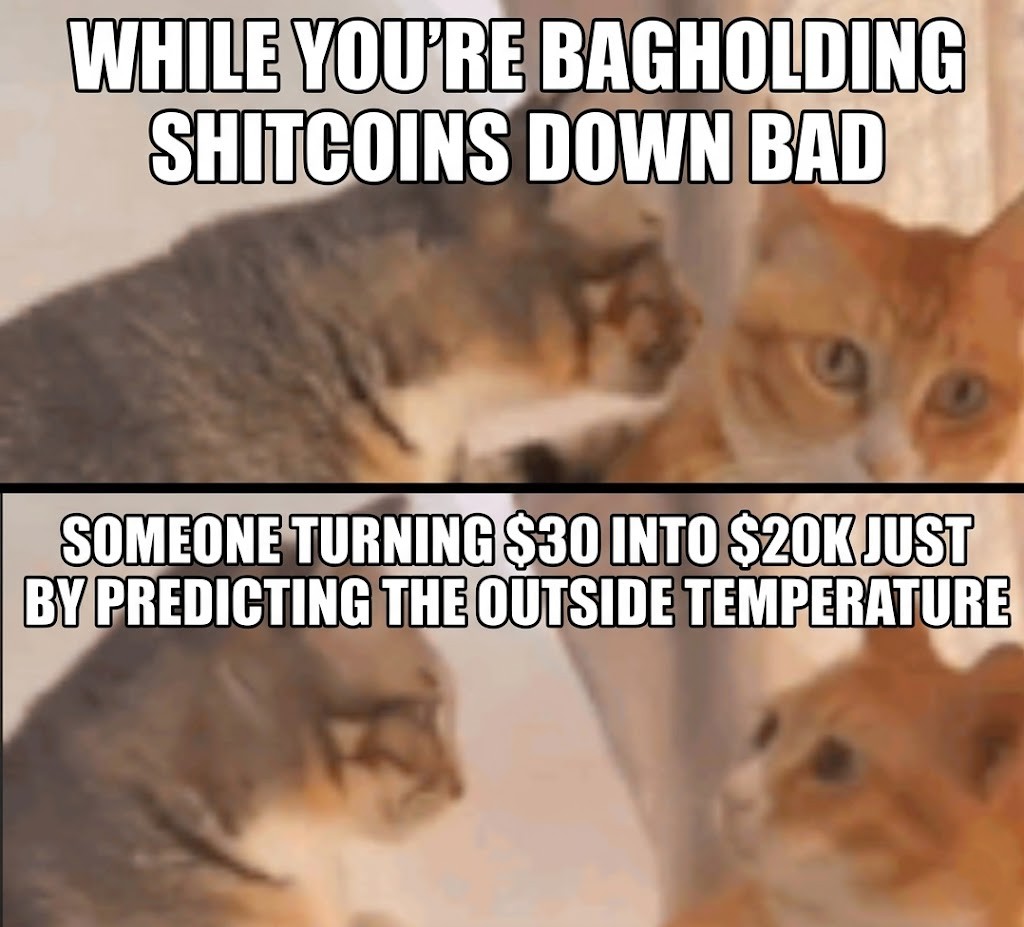 Polysnipes tweet media