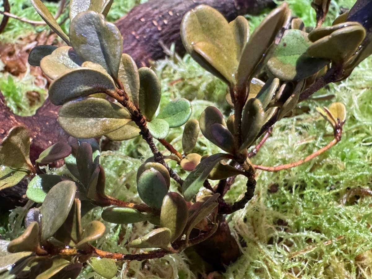 モレ吾郎@M.R.G.R since2020 tweet media