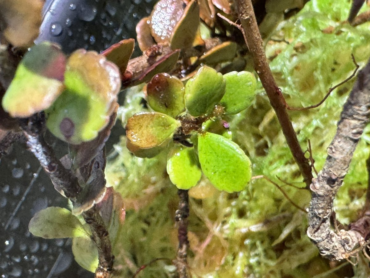 モレ吾郎@M.R.G.R since2020 tweet media