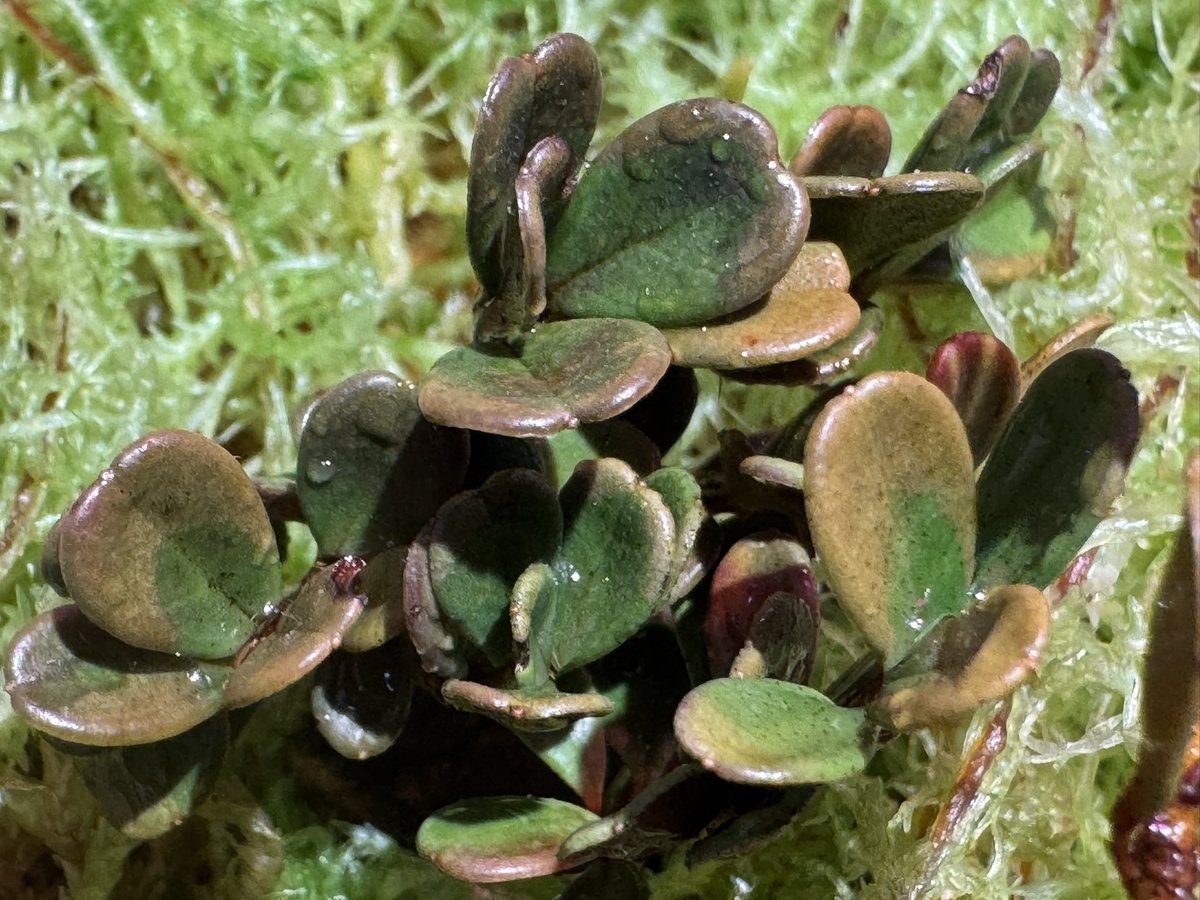 モレ吾郎@M.R.G.R since2020 tweet media