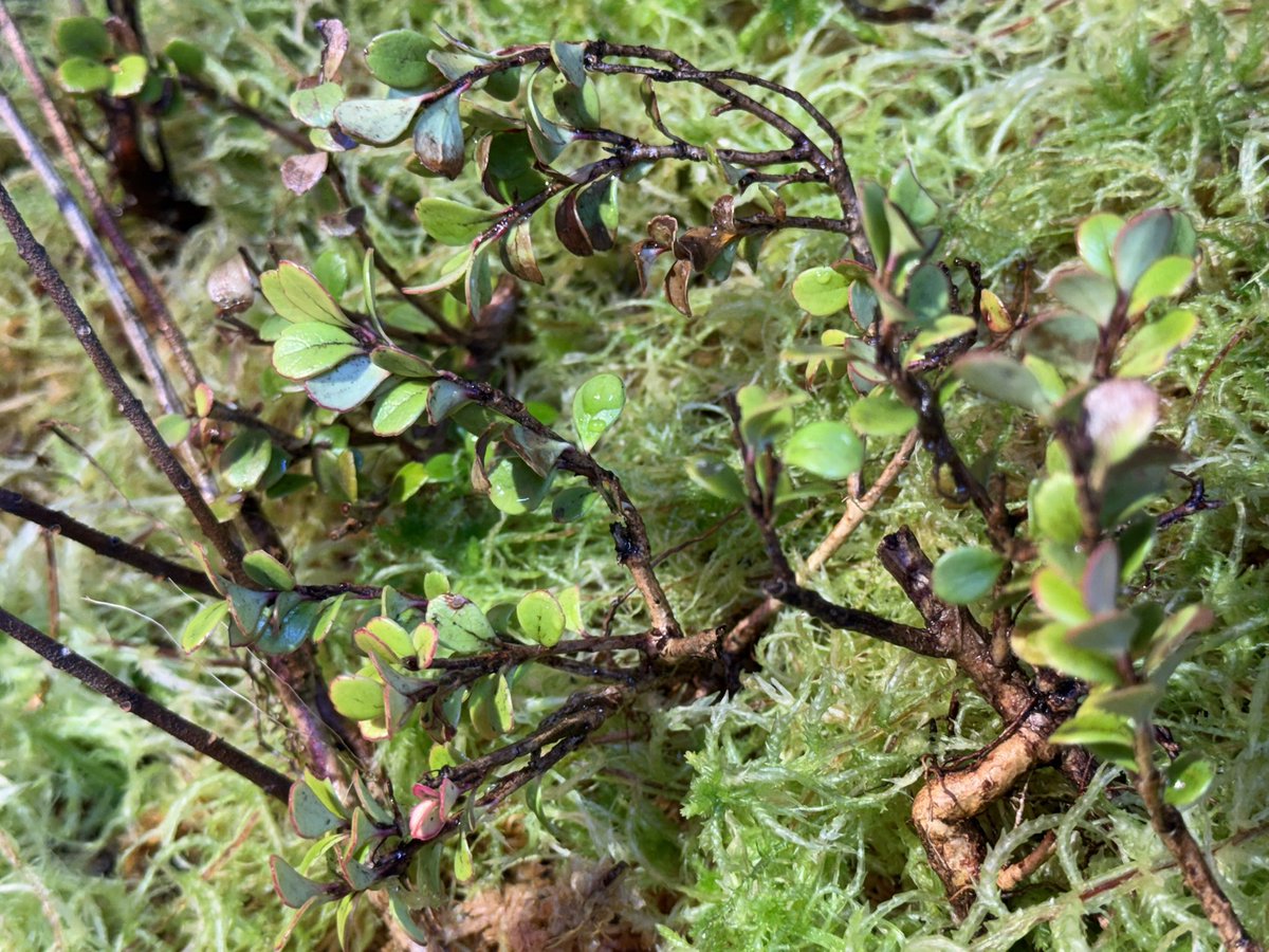 モレ吾郎@M.R.G.R since2020 tweet media