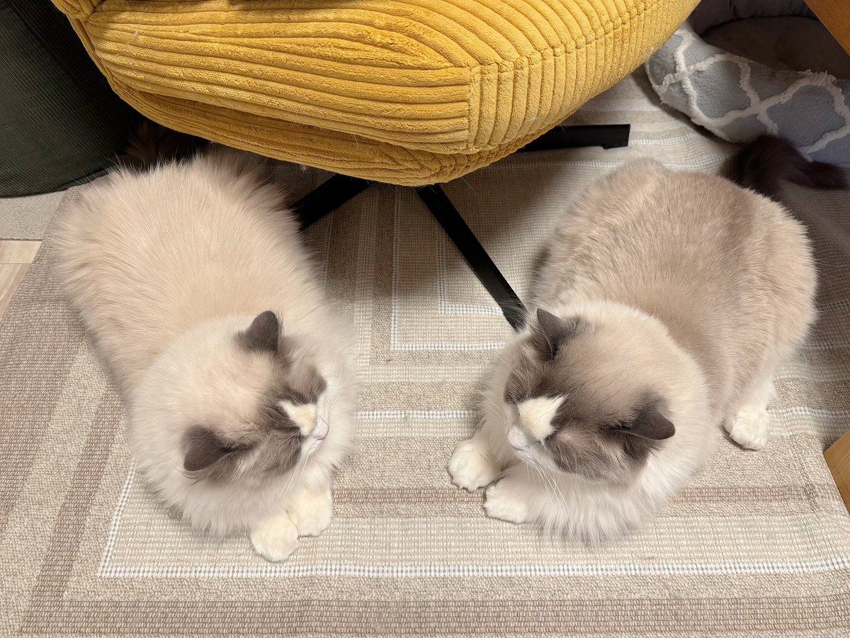 猫のキャロットとライム🐱 tweet media