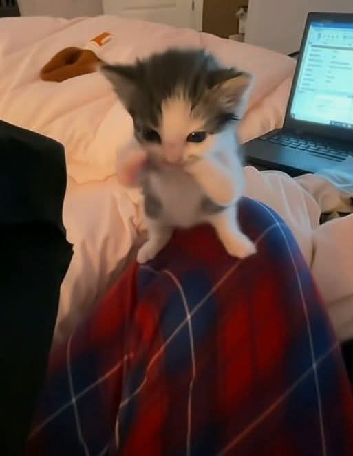 NGALAMFESS tweet media