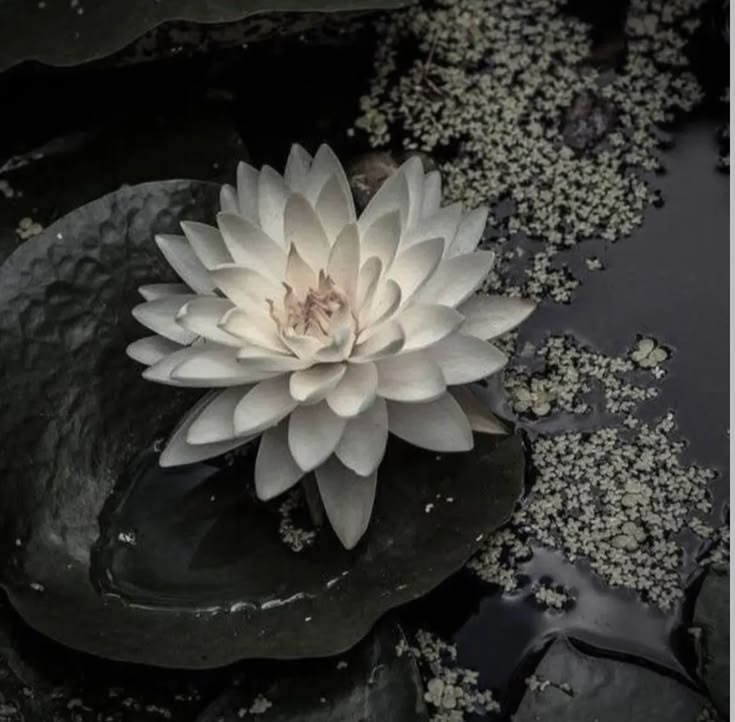 𝑂𝑟𝑎𝑐𝑙𝑒 𝑜𝑓 𝐷𝑒𝑙𝑓𝑜𝑠 tweet media