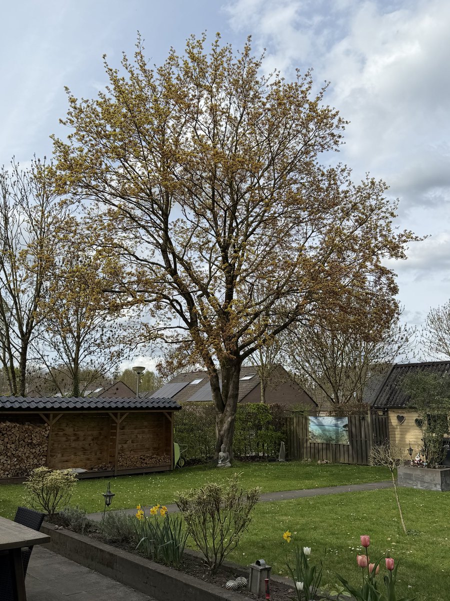 Zoek de verschillen. In een week tijd!! Heerlijk die lente🥰