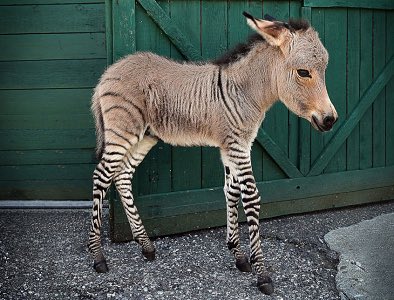 ⚔︎⃒⃝ هامةْ مُضر ⚔︎⃒⃝ tweet media