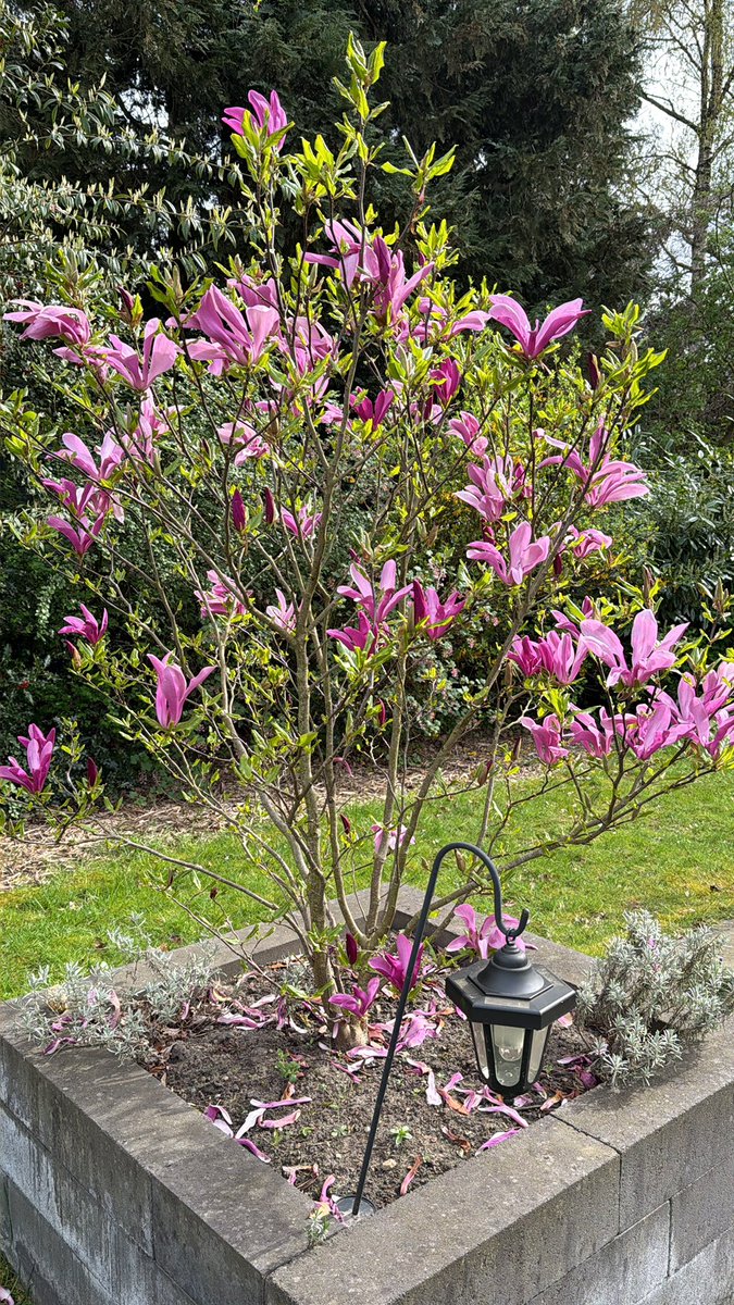 Ruikt zoooo lekker. #magnolia
