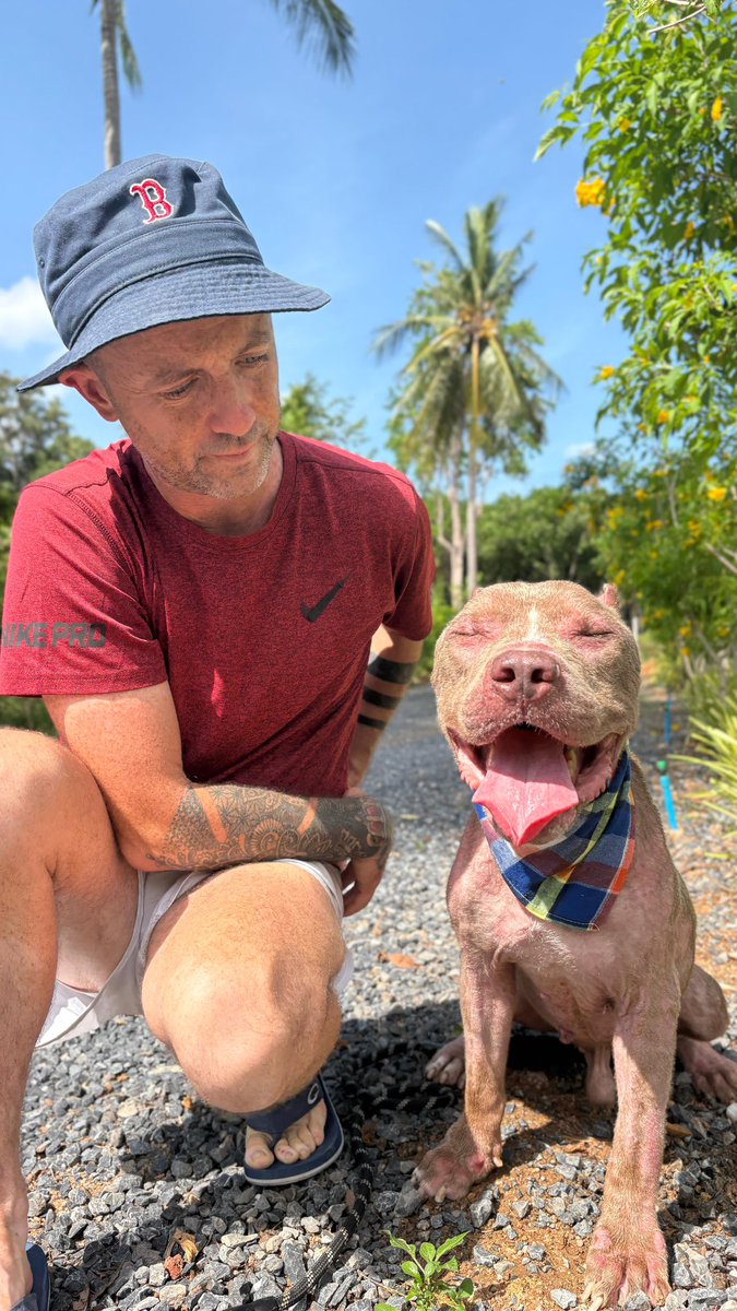 Niall Harbison tweet media