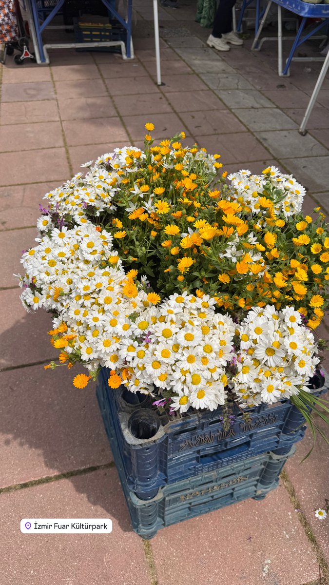 chantico tweet media