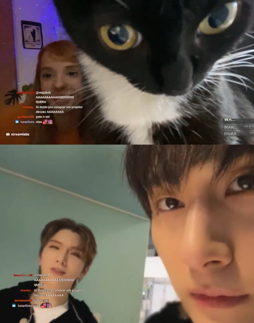 # 이거 창균

구도가 완전 어디까지하나보자 하는 표정으로 채팅창 노려보는 고양이 ㅠㅠㅠ