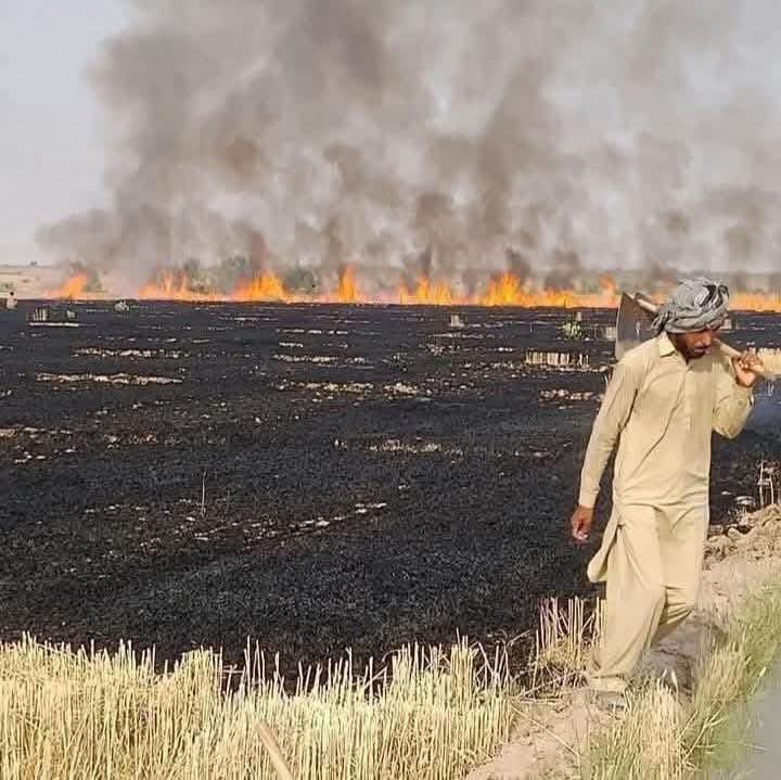Naseem_khera's tweet photo. بندروں کو جب پتہ چلا کہ جس زمیندار کی وہ مکئی 🌽 کھاتے ہیں اس کا مالک مر گیا ہے ۔
انہوں نے خوب جشن منایا کہ اب ہمیں مکئی کھانے سے کوئی روک ٹوک نہیں ہوگی۔ 
لیکن اگلے سال جب مکئی لگانے والا ہی نہ رہا 
تو انہیں احساس ہوا کہ اس وقت جشن منانے کا نہیں دراصل ماتم کرنے کا وقت تھا ۔
کسان بے چارہ اس وقت شدید تکلیف میں ہے 
اس کے مرنے کی خوشیاں مت منائیں ۔
اس کی خاطر آواز اٹھائیں اور اس کا ساتھ دیں ۔
زراعت اور کسان ہماری آن اور شان ہے ۔