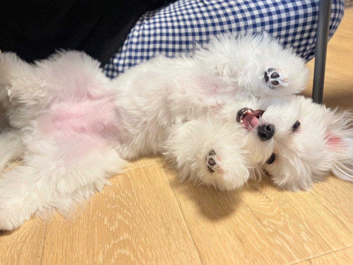 てんしちゃん🪽 tweet media