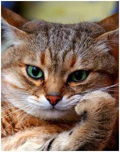 Mimie Muninda Mading Taty Nationale🇨🇩 tweet media