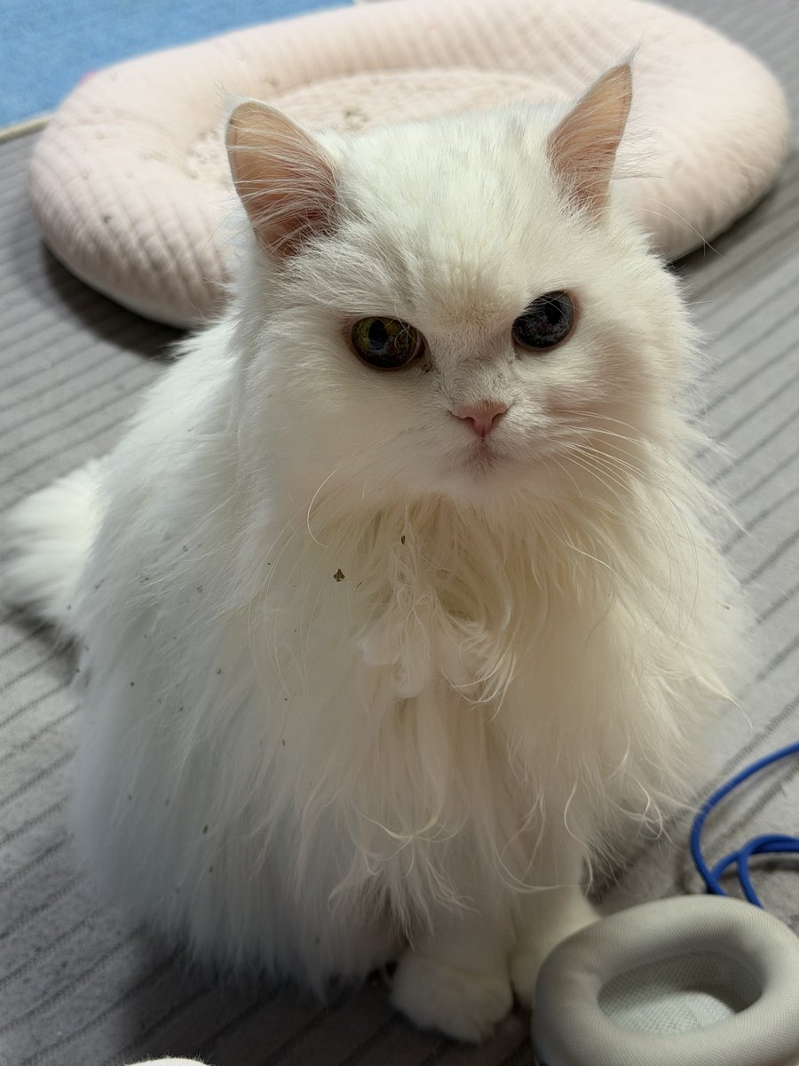 hwacho_store07's tweet photo. 진짜 신나는 캣닢파티하셨네요 https://t.co/xIcoZSWsUV