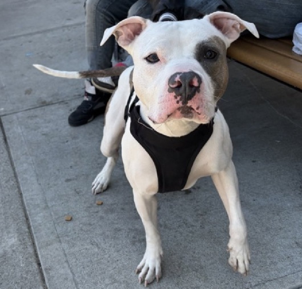 NMBewitched's tweet image. Cupcake🧁🎯
New Dog on the Block 
nycacc.app/#/browse/251864 
Rescue Only 
#FosterMe 
#Pledge4Rescue  

This poor #Puppylove 
Named for a sweet confection
ACC could not even bother to determine their sex🔥 

As w/ all puppies they want slow intros 
Plenty of exercise, play, snuggles