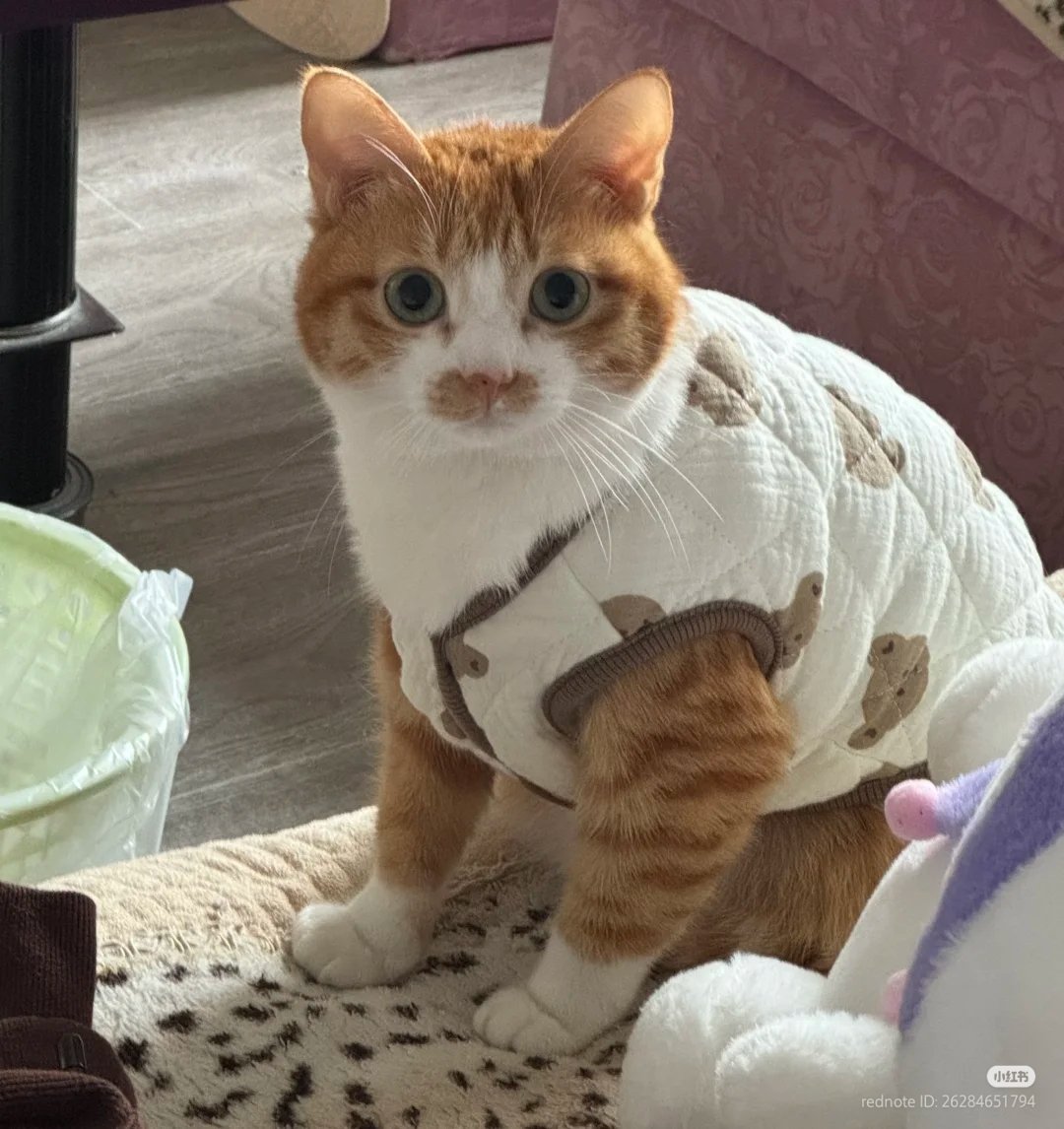 No Context Cats tweet media