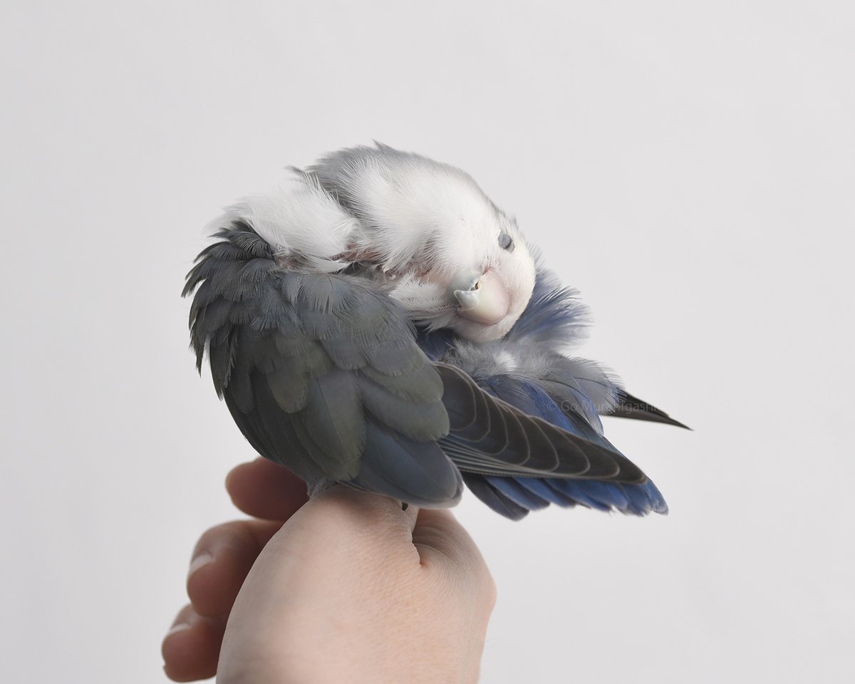 らくちゃん らくちゃんノート