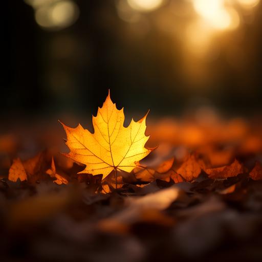 Kamagenge's tweet photo. Autumn breeze, golden leaves, warm lattes u0026 cozy sweaters—fall’s quiet magic is here. https://t.co/jXUHnSCVXN