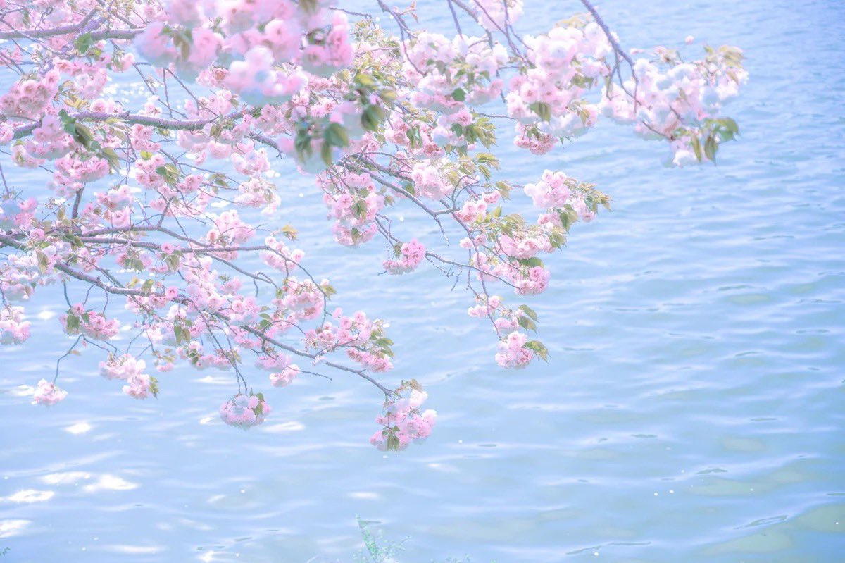 𝜗𝜚. ݁ chubi tweet media