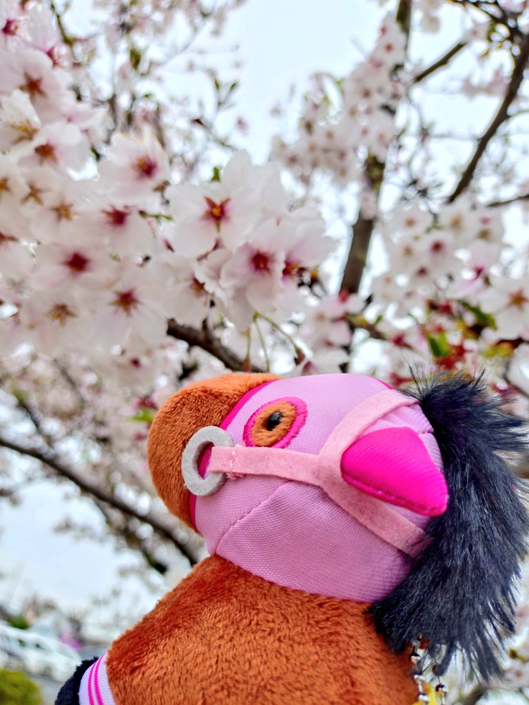 しゃこちゃんあん🐮🦍🙈💋💴👍🍓🕳️ tweet media