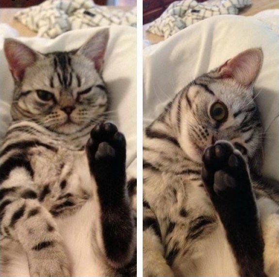 Tio Felino (Leo) tweet media